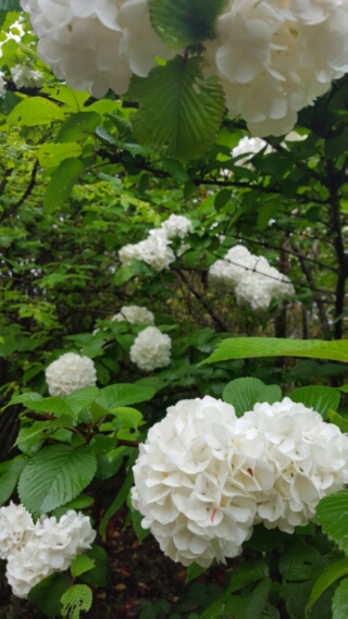 wp-1461934896659 image